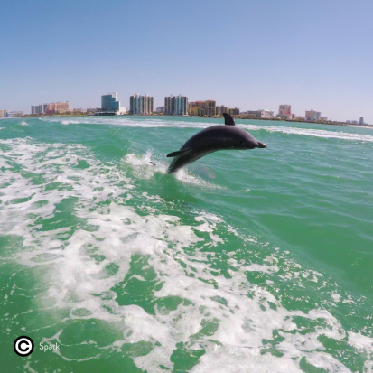 Dolphin Watch Cruise (Tampa)