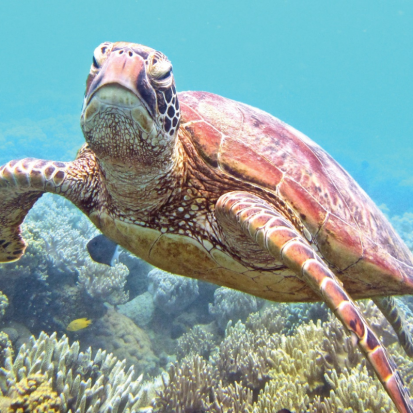 Sydney, Rock and Reef