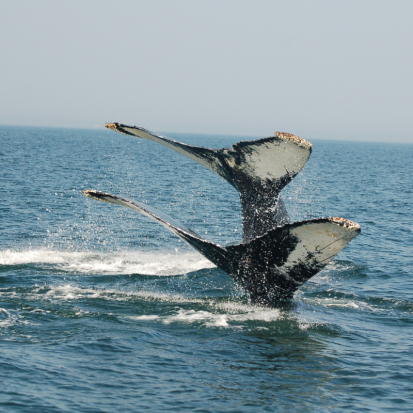 Whale Watch Cruise (Boston)