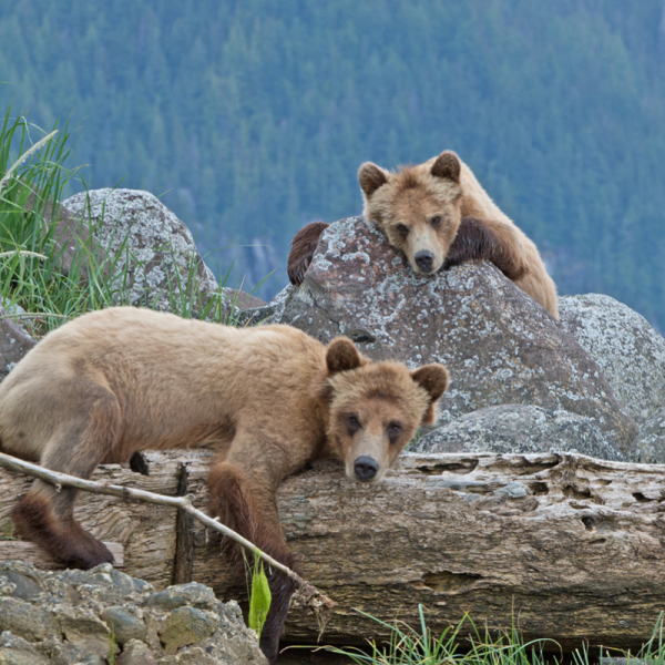 Wildlife Viewing - hero image