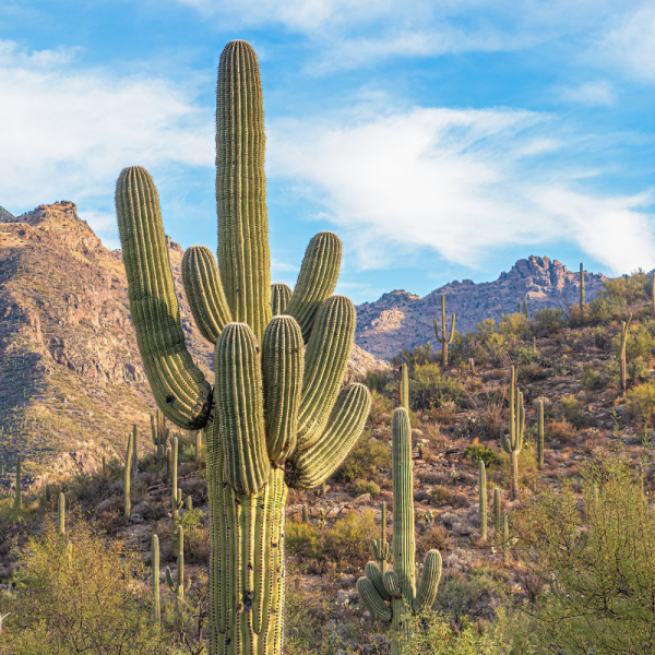 Historic Route 66 - Self-Drive Tour