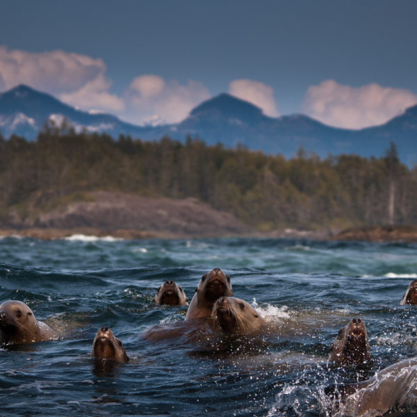 Vancouver Island Small Group Tour