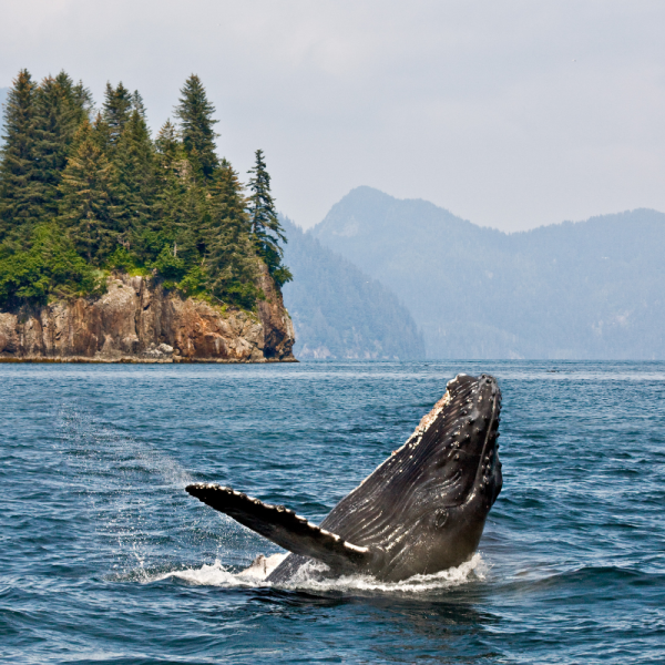 Whales and Bears of Canada's Pacific Coast