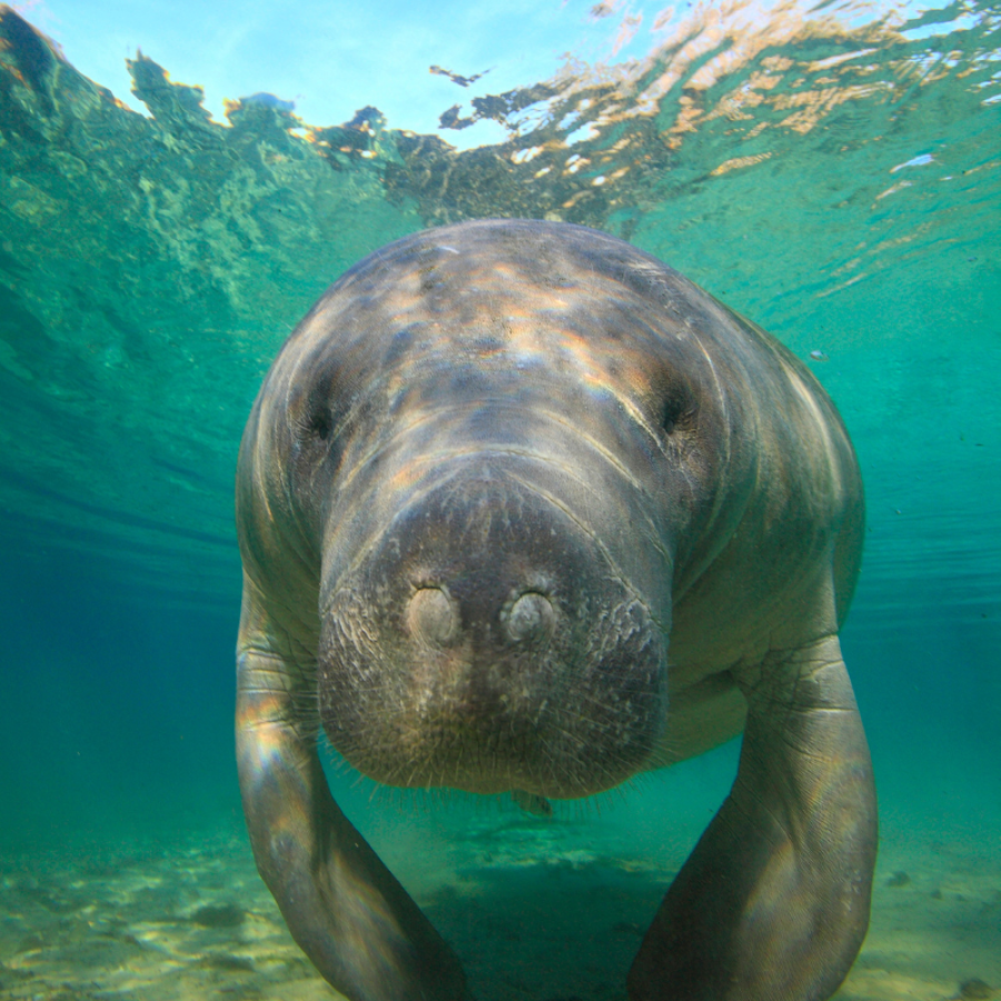 Manatee Sightseeing & Wildlife Cruise (Naples)