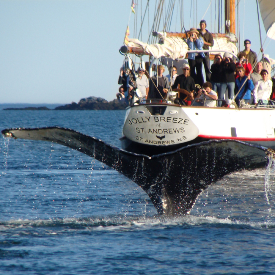 Whale Watching by Tall Ship (New Brunswick)