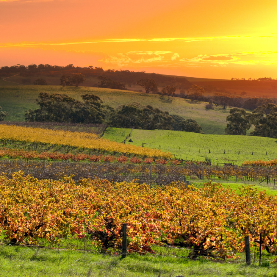 Australia's Best Wine Regions